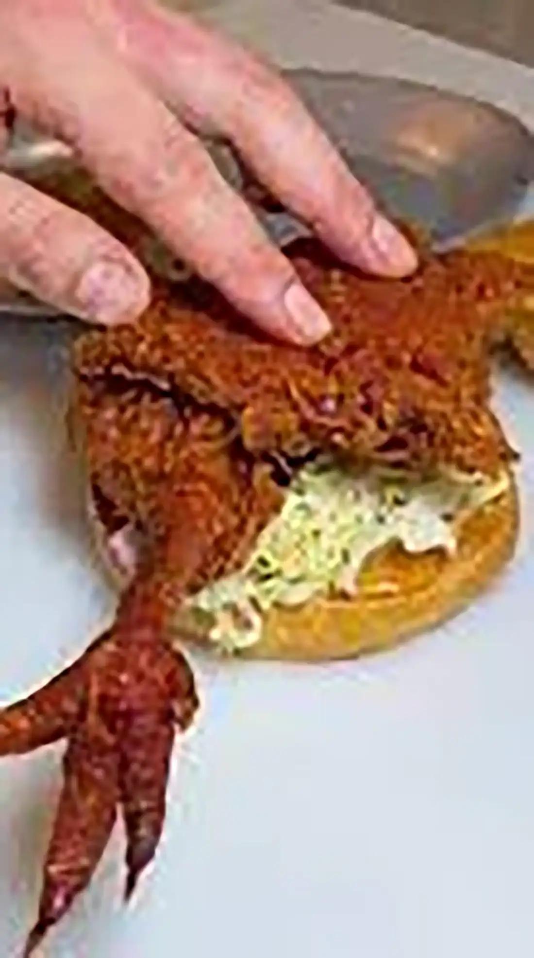 chicken-claw-sandwich-recipe